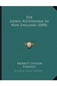 The Genus Antennaria In New England (1898)