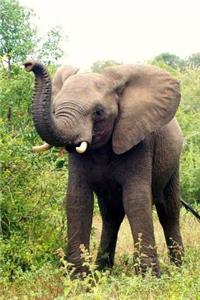 MindBlowing Elephant Journal 20