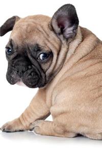 French Bulldog May Notebook & Journal. Productivity Work Planner & Idea Notepad
