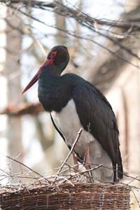 The Black Stork Journal