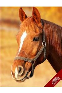 Horse Notebook Collection