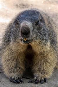 Marmot Alpine Rodent Journal