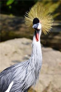 Grey Crowned Crane Bird Journal