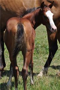 An Adorable Bay Colt with a White Face Horse Journal