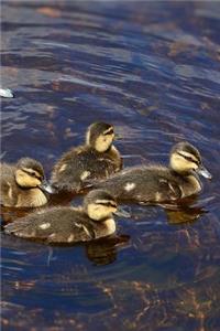 Oh Look, Sweet Baby Ducklings Animal Journal: 150 Page Lined Notebook/Diary