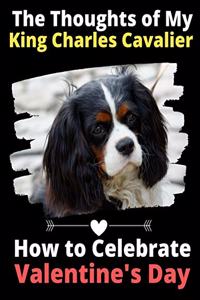 Thoughts of My King Charles Cavalier
