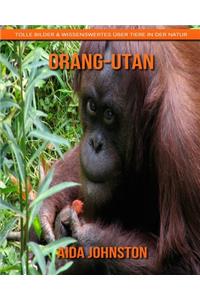Orang-Utan