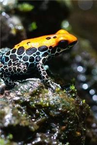 Cool Looking Frog by a Creek Journal