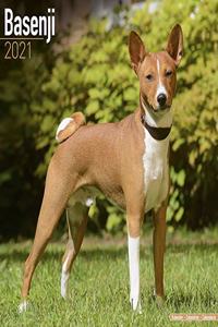 Basenji 2021 Wall Calendar