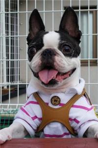 Boston Terrier Wearing Clothes Mom Picked Out Funny Dog Journal