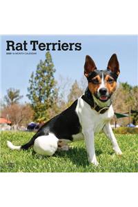 Rat Terriers 2020 Square