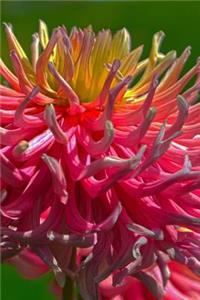 Beautiful Pink and Yellow Chrysanthemum