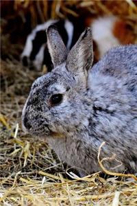 A Cute Little Hare Grey Rabbit Journal