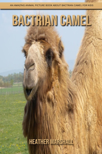 Bactrian camel