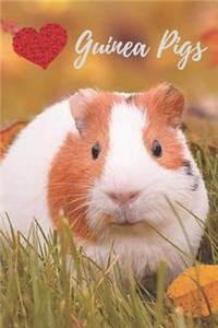 Guinea Pig Journal