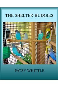 The Shelter Budgies