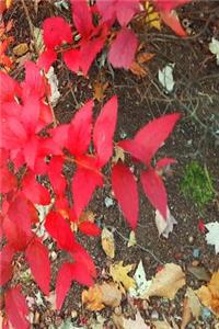 Journal Autumn Foliage Fall Colors