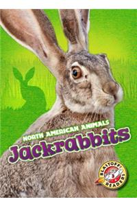 Jackrabbits