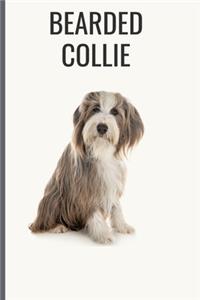 Bearded Collie