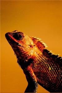 Bearded Dragon Journal