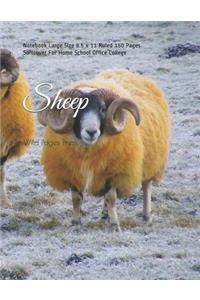 Sheep