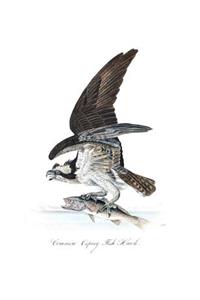 Common Osprey Fish Hawk Composition Notebook