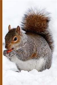 Winter Wonderland - Squirrel Eating a Nut in the Snow
