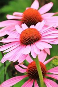 Pretty Pink Echinacea Coneflowers Garden Journal