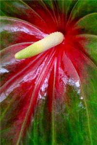 Flamingo Anthurium Flower Journal