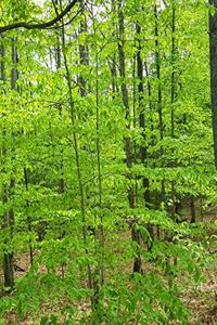 School Composition Book Springtime Trees