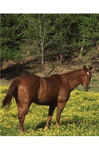 Horse Photo School Composition Book Equine Chestnut in Yellow Flowers