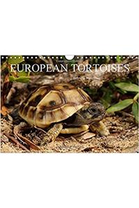 European Tortoises / UK-Version 2018