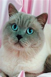 2020 Daily Planner Blue Eyed Cat Photo 388 Pages