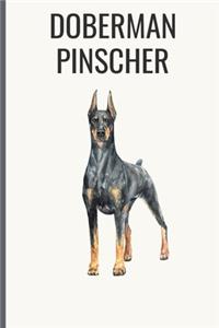 Doberman Pinscher