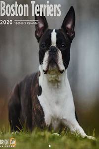 BOSTON TERRIERS WALL CALENDAR 2020