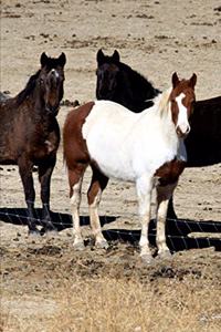 2020 Weekly Planner Horse Photo Equine Pasture Trio 134 Pages
