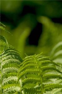 Ferns Notebook
