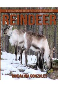 Reindeer