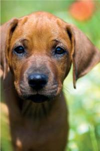 Rhodesian Ridgeback Summer Notebook & Journal. Productivity Work Planner & Idea Notepad