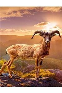 Mouflon Notebook