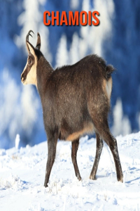 Chamois