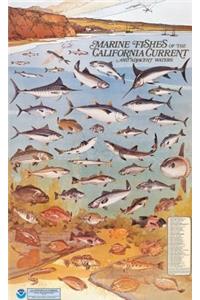 Marine Fishes of the California Current and Adjacent Waters