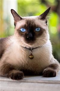 Siamese