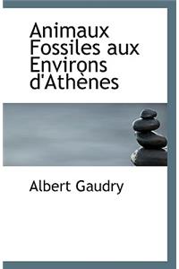 Animaux Fossiles Aux Environs D'Athenes