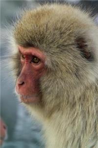 Portrait of a Japanese Macaque Monkey Journal