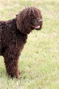 Irish Water Spaniel