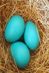Journal Three Blue Robin Eggs Bird's Nest