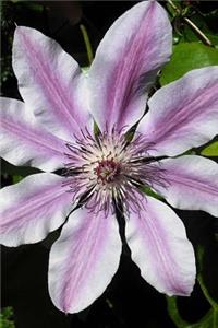 Single Clematis Nelly Moser Flower Bloom Journal