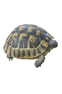Turtle - sea, protect the ocean, notebook, notepad, 120 pages, souvenir gift book, turtles, gift for kids, teens, school kids, pupils, turtle lover, also suitable as decoration for birthday or Christmas