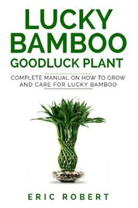 Lucky Bamboo Goodluck Plant